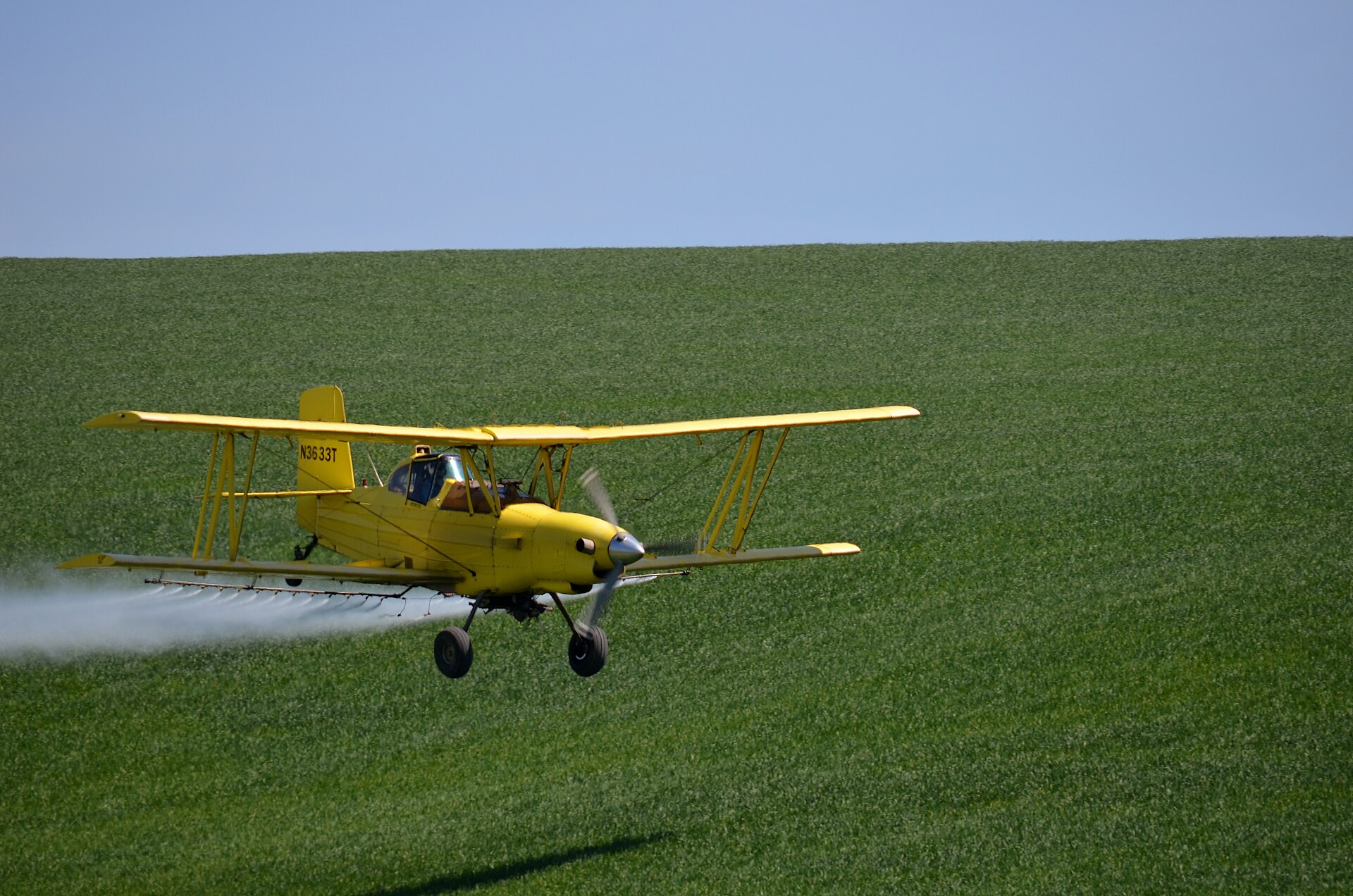 Yellow Grumman Ag Cat biplane spraying low over a green wheat field